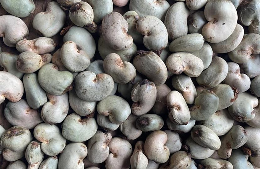 senegal-origin-52-lbs-raw-cashew-nuts